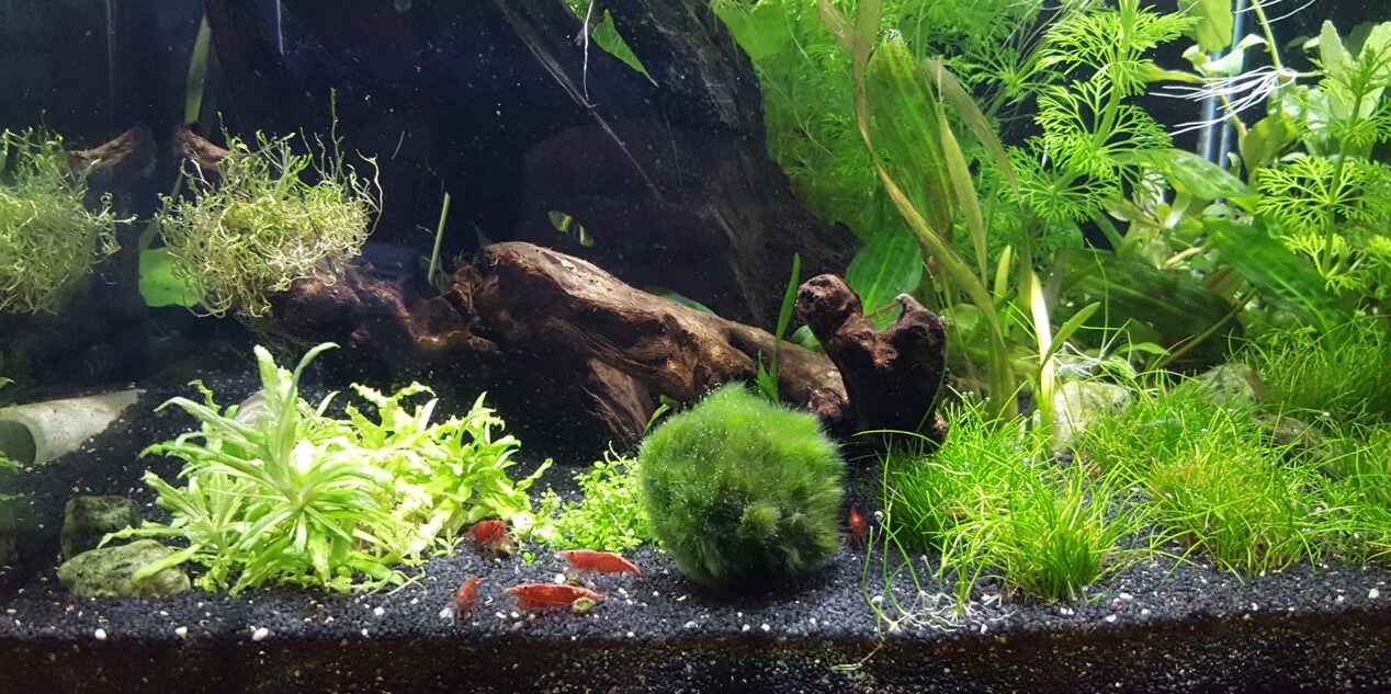 Garnelenaquarium - Infos zur Einrichtung und Haltung
